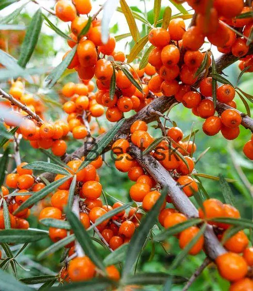 Hippophae rhamnoides 'Friesdorfer Orange' samoopelivá